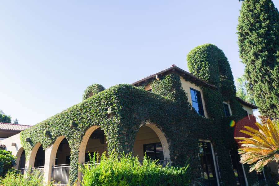 Exterior of CBU campus building covered in ivy