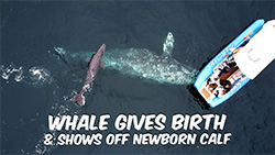 On Jan. 2, whale watchers off the coast of Dana Point, California, got a treat of seeing a gray whale with her new baby. A senior at                       California Baptist University, Matt Stumpf, captured the drone footage of the mother whale and calf, which millions saw as it was aired on numerous news stations, including NPR and Fox News.
