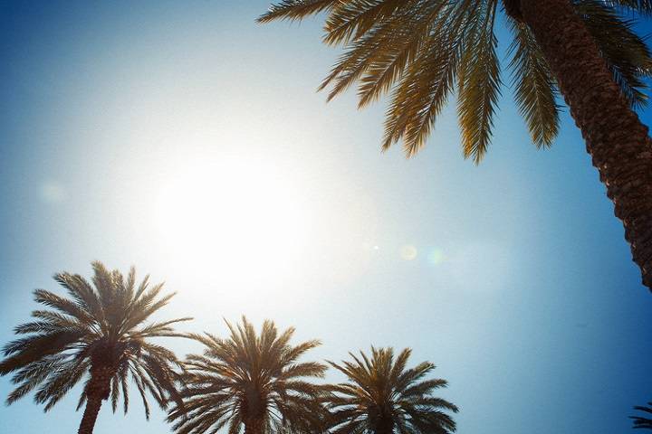 Palm trees shining in the sunlight on the California Baptist University campus